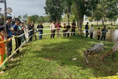 BKSDA Evakuasi Buaya 4 Meter Pemangsa Manusia