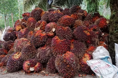 Musim Trek, Produksi Sawit di Rohul Turun 50 Persen