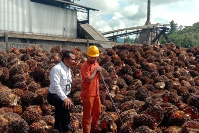 Ya Ampun! Harga Resmi TBS Sumut Merosot Tajam