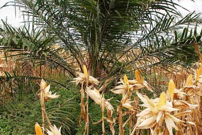 Petani Mengeluh Tak Kebagian Pupuk Subsidi