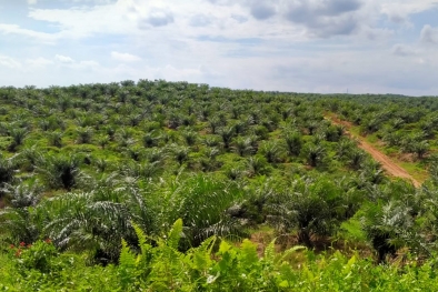 Harga TBS di Jambi Anjlok, Ini Penyebabnya