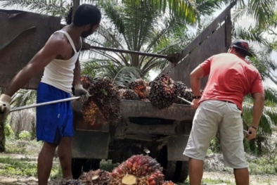 Harga Sawit Petani Lebih Tinggi dari Penetapan Disbun