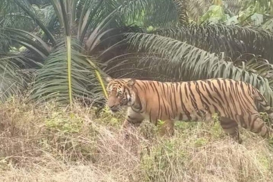 Geger Harimau Berkeliaran di Kebun Sawit Warga Siak, Ternyata Hoax