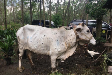 Sapi di Riau Kena 