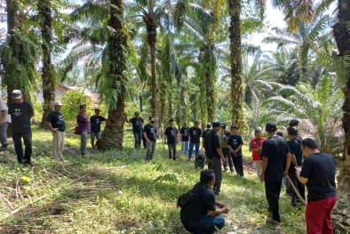 Petani Menyerah, Sawit Bertumbangan Dihajar Ganoderma