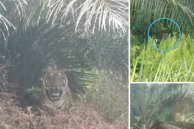 Warga Minta Penyebar Hoax Harimau Berkeliaran di Kebun Sawit Ditangkap