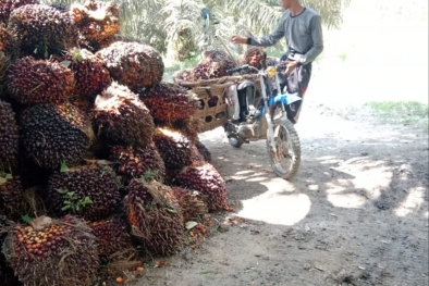 Perawatan Sawit di Lahan Gambut Cenderung Lebih Mahal