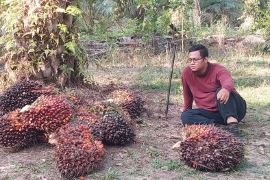 Aduhh!!! Harga Sawit Riau Anjlok Rp520,98 Per Kilogram