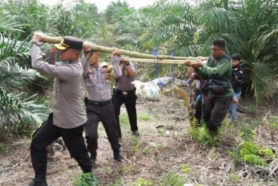 Wadidaw! Buaya Masuk Kebun Sawit Warga di Pelalawan