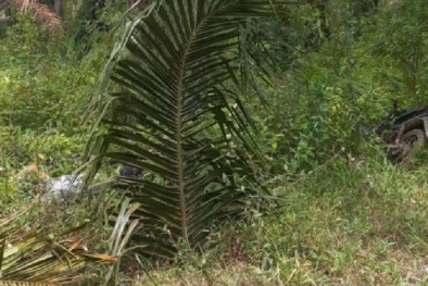 Kasus Mayat Wanita di Kebun Sawit, Ternyata Pelakunya Sang Pacar