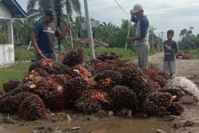 Begini Prediksi Harga Sawit Minggu Depan di Riau