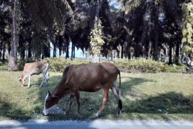 Sapi Kena Kutil, Rumah Potong Pekanbaru Hentikan Aktivitas