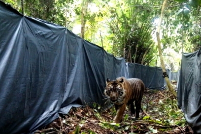 Harimau yang Memangsa Remaja di Siak Dilepasliarkan Lagi