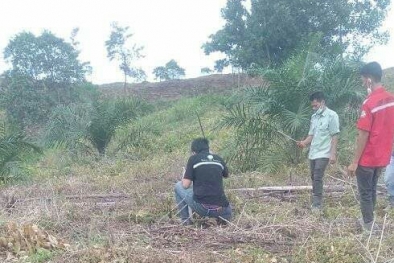 Sawit Sudah Buah Pasir, Tiba-tiba Ditebang Perusahaan