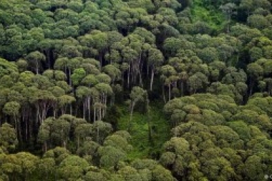 Pengamat Soroti BPN dan KLHK Soal Sertifikat di Kawasan Hutan