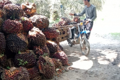 Begini Target Aspekpir untuk Petani Sawit