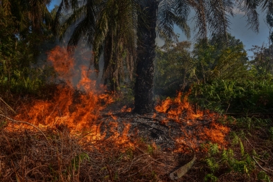 Api Hanguskan 1 Hektar Lahan Sawit di Kampar