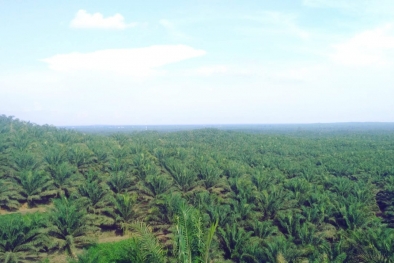 Tiga Provinsi dengan Kebun Sawit Terluas di Indonesia