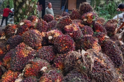 Ini 8 Provinsi di Indonesia yang Tak Punya Kebun Sawit