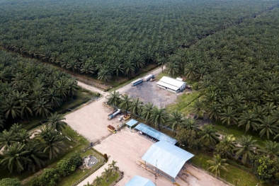 Lakukan Efisiensi, Laba Perusahaan Sawit ini Naik Tiga Kali Lipat