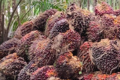 Harga Sawit Petani Langkat Masih Kayak Gitu-gitu Aja!