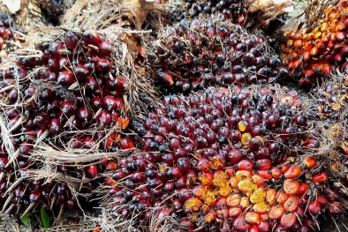 Tak Kalah dari Riau, NTP Kalbar Juga Melejit Gegara Sawit