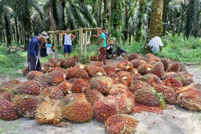 Harga TBS di Luwu Raya Masih di Bawah Rp 3.200/Kg