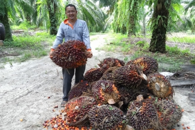 Di Kaltim, Penetapan Lahan Pangan Berkelanjutan Masih Samar