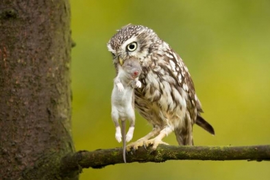 Burung Hantu Sahabat Petani Sawit, Musuhnya Tikus