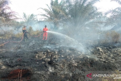 Kebakaran Lahan Sawit dan Akasia di Dumai Padam Diguyur Hujan