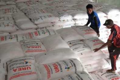 Petani Palawija Dapat Pupuk Subsidi, Petani Sawit Terpaksa Beli Mahal