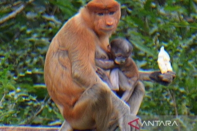 Seekor Bayi Bekantan Lahir di Luar Kawasan Konservasi