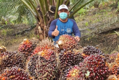 Syarat PSR Bertambah, Petani: Mending Pribadi Aja