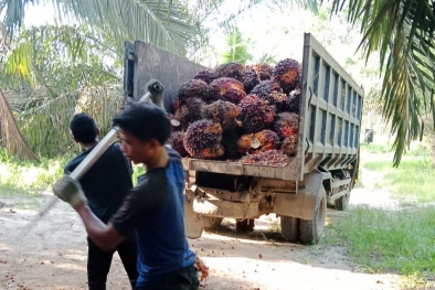Mantap Geng! Harga Sawit di Riau Naik Lagi