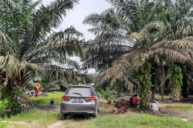 Syarat Peremajaan Sawit yang Baru Dinilai Tak Terlalu Berat