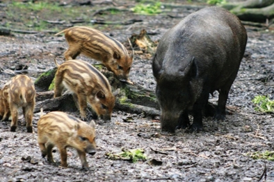 Begini Cara Membasmi Babi Hutan di Kebun Sawit