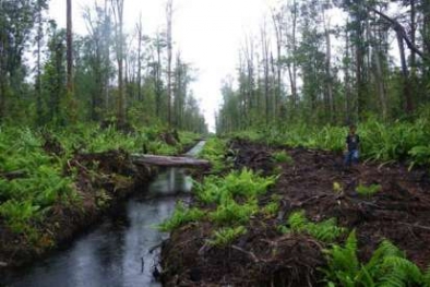 Lahan Gambut Disebut Mengurangi Pemanasan Global