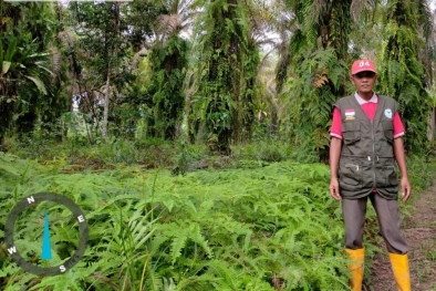 Peremajaan Sawit Digantung, Petani Kampar Terkatung-Katung