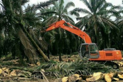 Kebun Sawit Petani Siabu Disebut Kawasan Hutan, PSR Tak Jadi