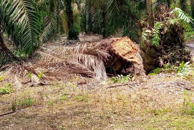 Ganoderma Bikin Petani Inhil Pusing