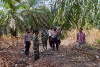 Harimau Datang, Petani Sawit di Riau Kocar Kacir-Panen Gagal