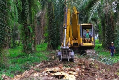 PSR di Tangan Kementan, Ini Kata Apkasindo Sumsel