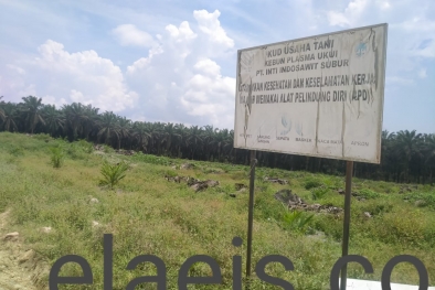 Tanam Ulang Kebun PSR Hanya Diawasi Pengurus KUD