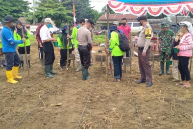 Tanam Jagung untuk Bantu Wujudkan Ketahanan Pangan