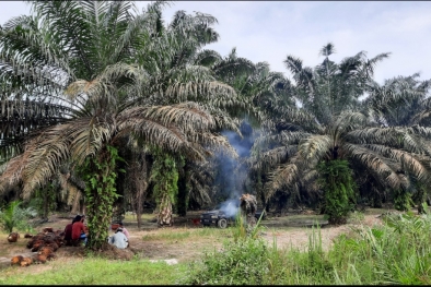 23.501 Hektar Kebun Sawit Sumbar Berada di Tanah Gambut