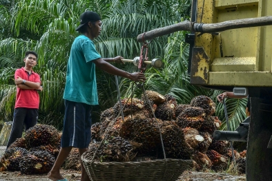 Pabrik Sawit Turunkan Harga, Yunus: Otak Mafia