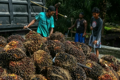 Harga Sawit di Sumbar Turun Drastis, Petani Mau Lapor ke Polisi