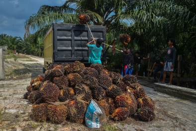 Kacau Negara Ini, Pabrik Sawit di Riau Banyak yang Nakal