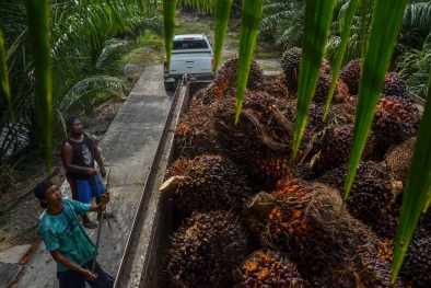 Harga Sawit Bikin Petani Menjerit. Ini Kata Dewan...