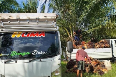 Pabrik Sawit di Jambi Kayaknya Tak Peduli Permentan, Ini Buktinya...